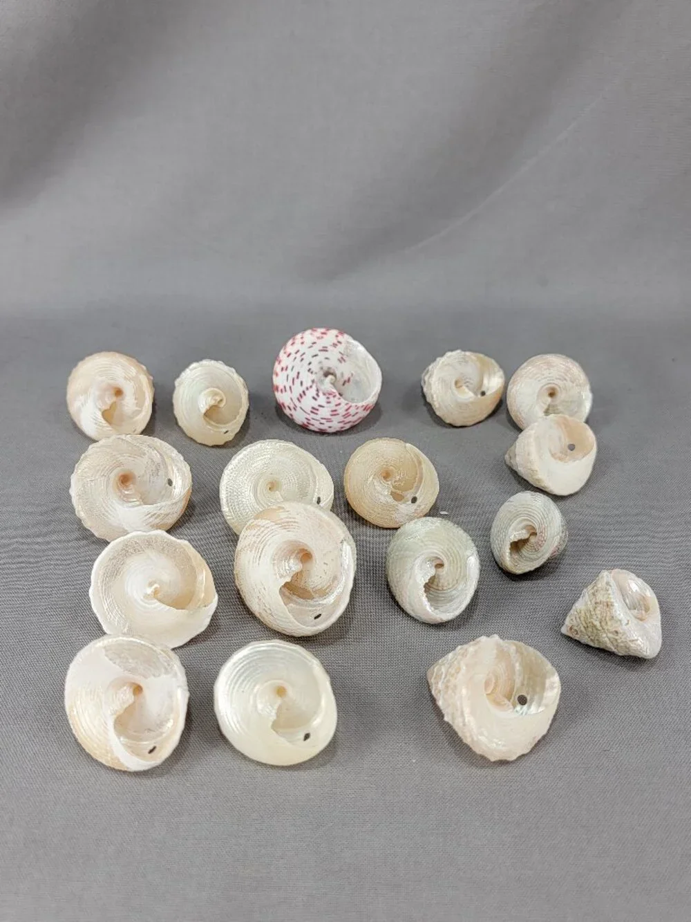 Top Trochus Shell Seashell Lot of 17 Nautical Beach Ocean Decor Crafts
